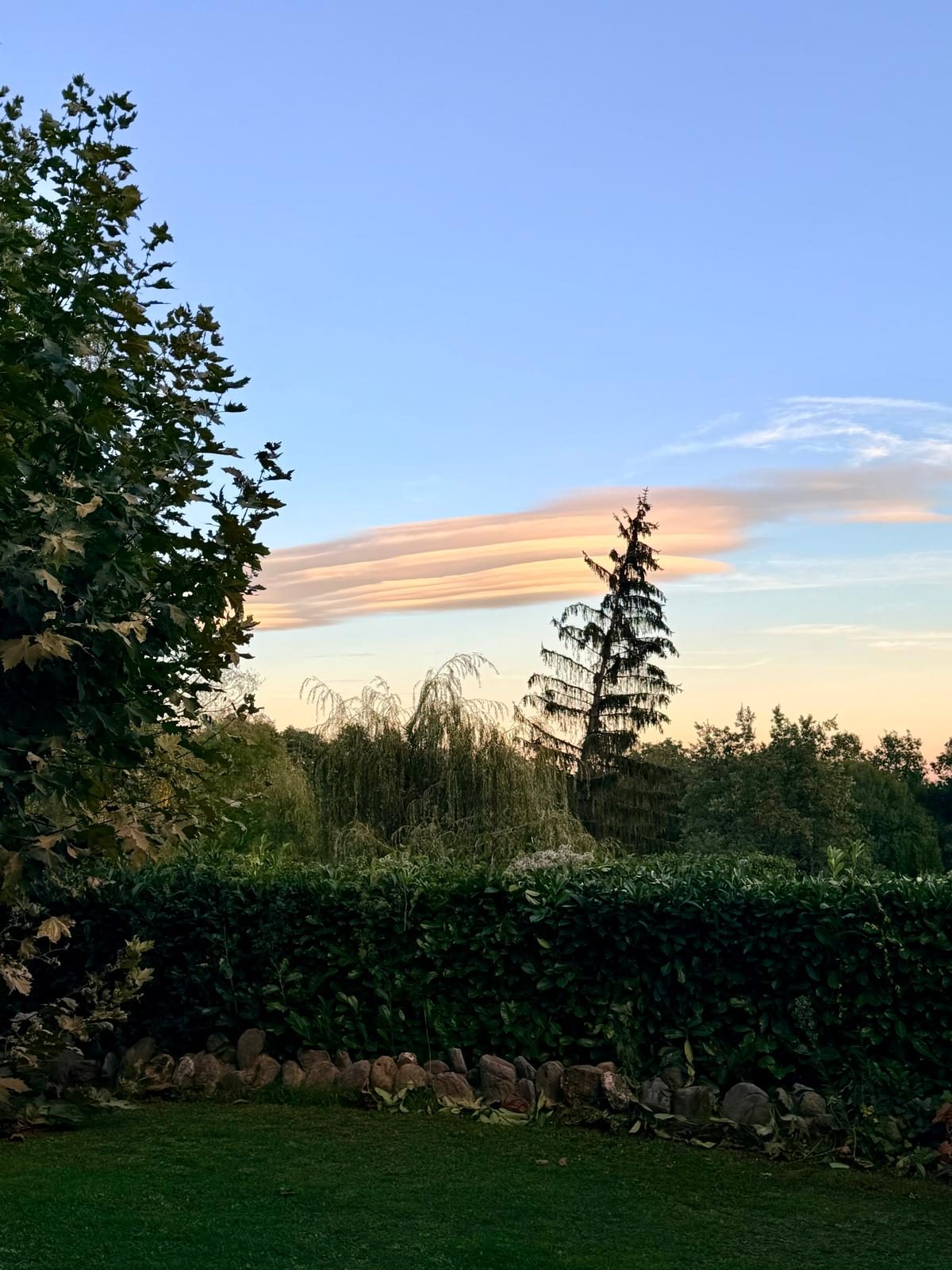Un avet i un núvol lenticular